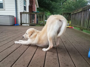 Make Sure Your Deck is Cool Before Letting the Dog Out